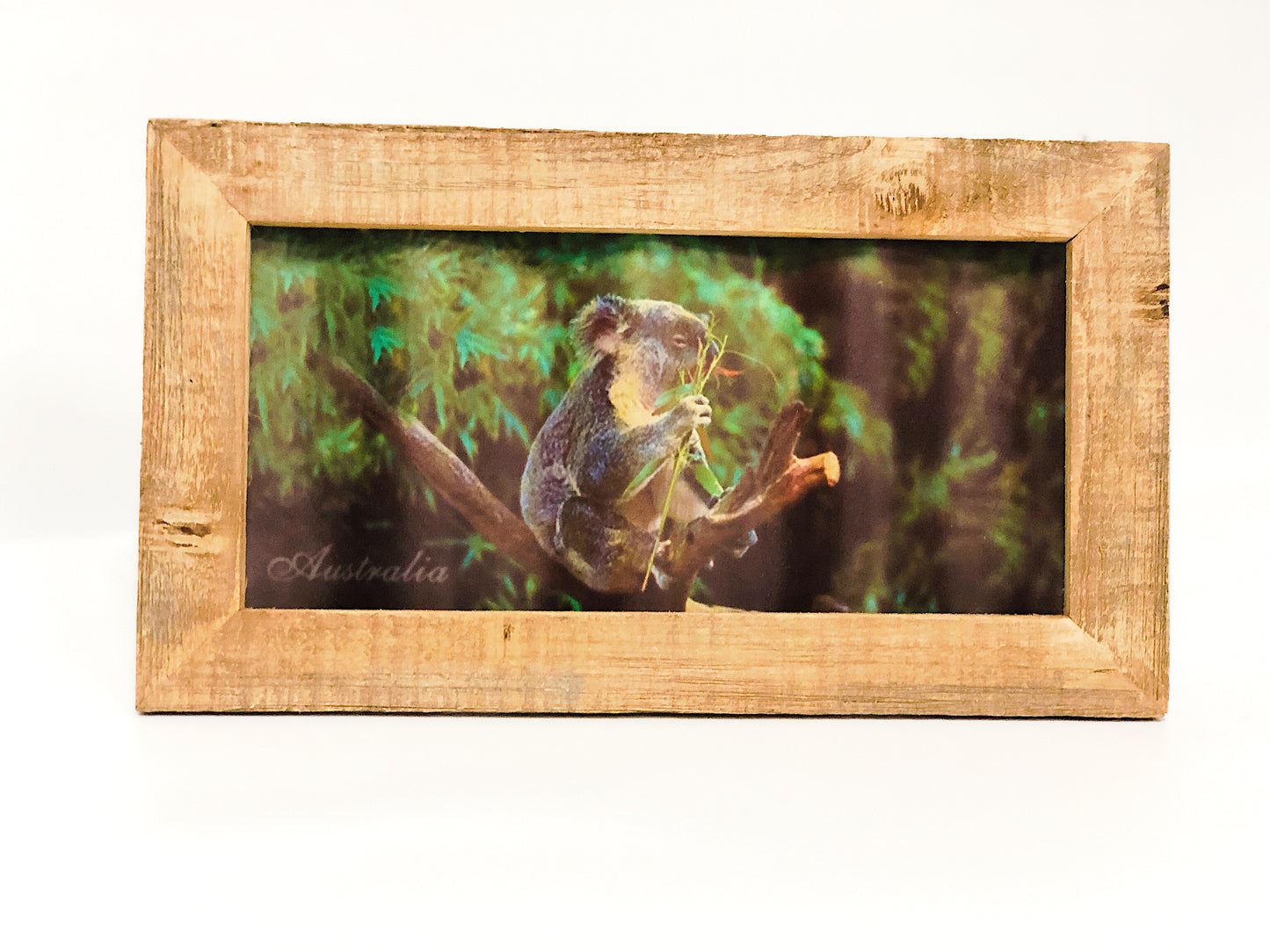 Hanging Koala Picture